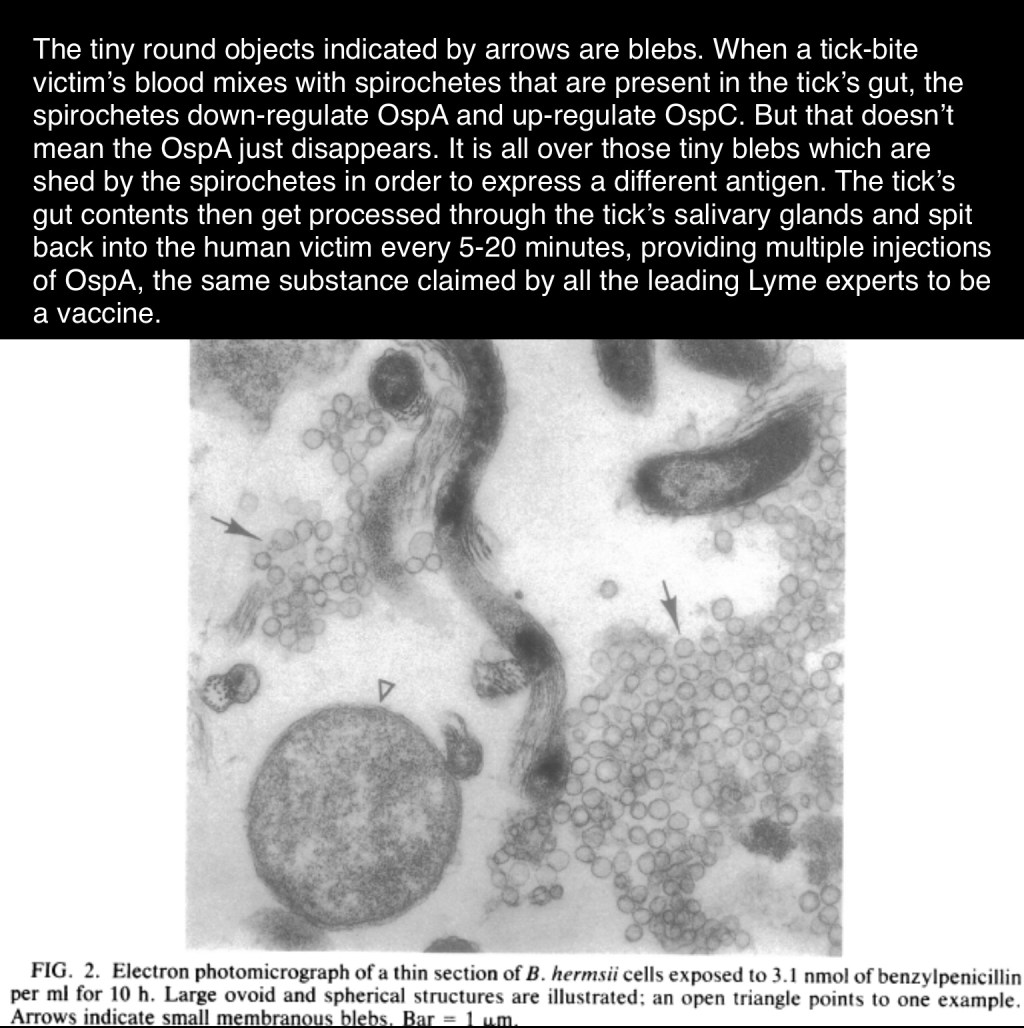 Fun with Lyme&nbsp;Science